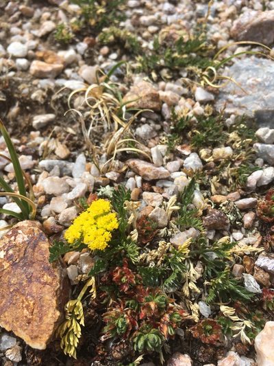 Cymopterus bakeri, photographed by Cecelia Alexander