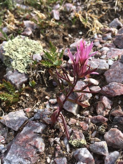 Castilleja haydenii, photographed by Cecelia Alexander