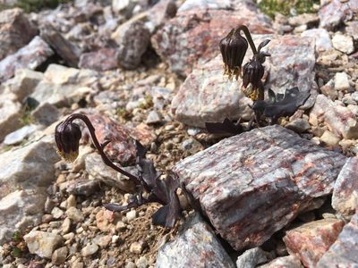 Senecio taraxacoides, photographed by Cecelia Alexander
