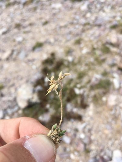 Draba heilii, photographed by Cecelia Alexander