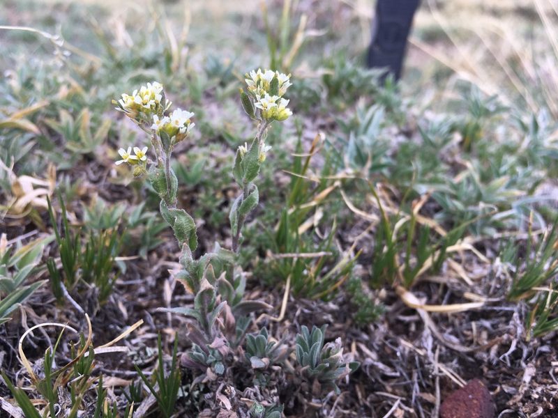 Draba cana, photographed by Cecelia Alexander