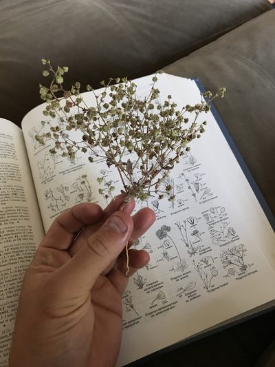 Eriogonum viridescens, photographed by Konshau Duman