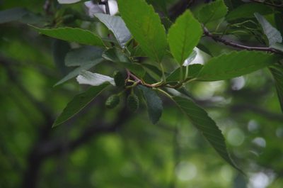 Alnus oblongifolia, photographed by Eric Knight