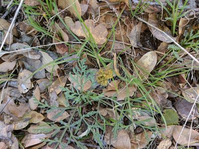 Lomatium observatorium, photographed by joergmlpts