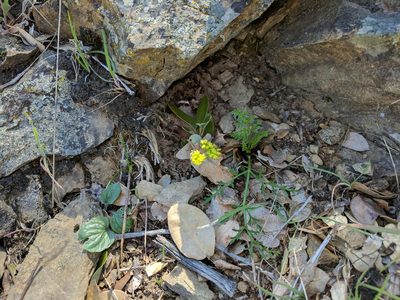 Lomatium observatorium, photographed by joergmlpts