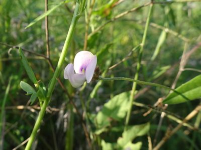 Strophostyles leiosperma, photographed by Thomas Koffel