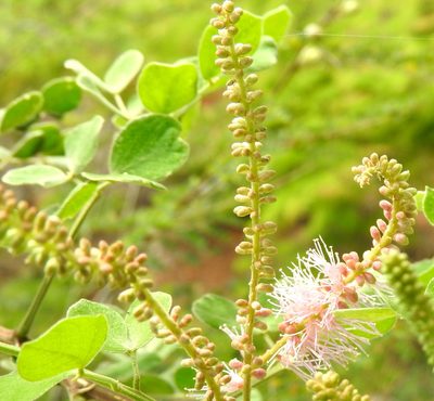 Mimosa spirocarpa, photographed by Francisco Farriols Sarabia