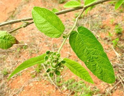 Croton alamosanus, photographed by Francisco Farriols Sarabia