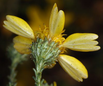 Holocarpha obconica, photographed by Steve Matson