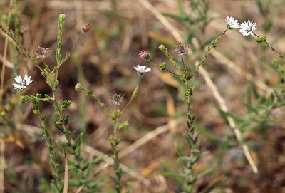 Holozonia filipes, photographed by Steve Matson