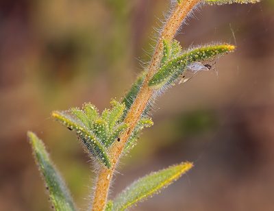 Holozonia filipes, photographed by Steve Matson