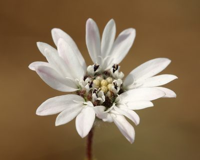 Holozonia filipes, photographed by Steve Matson