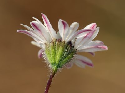 Holozonia filipes, photographed by Steve Matson