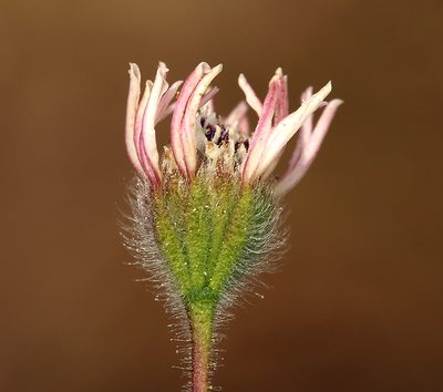 Holozonia filipes, photographed by Steve Matson