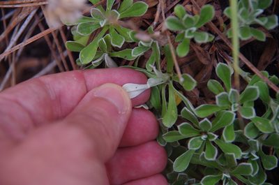 Antennaria marginata, photographed by Eric Knight