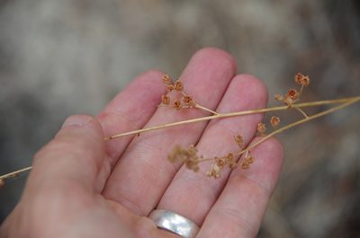 Heuchera inconstans, photographed by Eric Knight