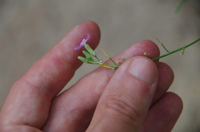 Hesperidanthus linearifolius, photographed by Eric Knight