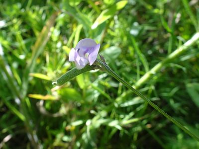 Strophostyles leiosperma, photographed by Thomas Koffel