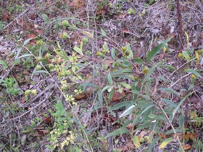 Helianthus eggertii, photographed by Tom Gulya
