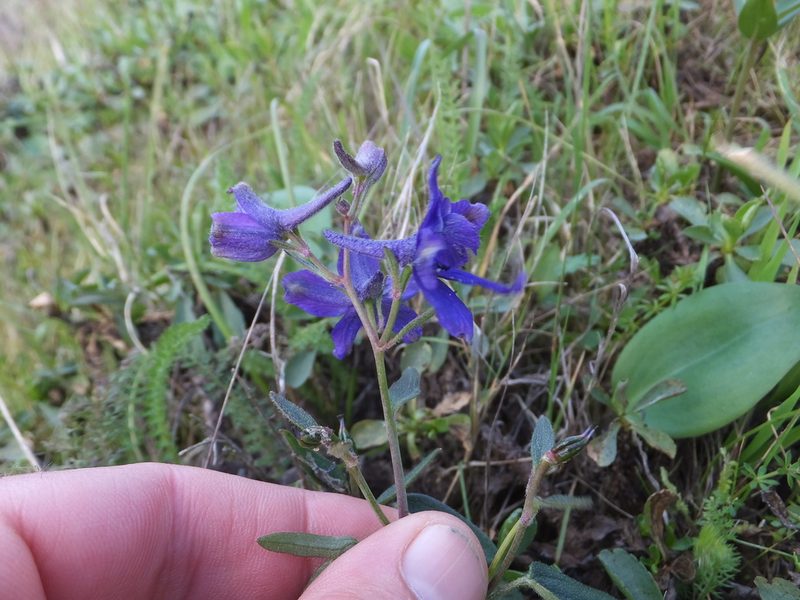 Delphinium decorum, photographed by joergmlpts