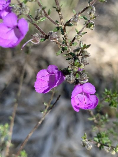 Prostanthera howelliae, photographed by Guy Taseski