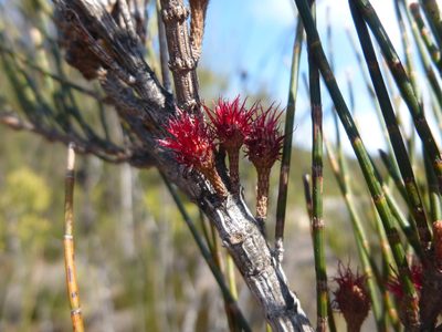 Allocasuarina paludosa