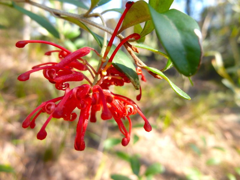 Grevillea parvula, photographed by Kiri Bee