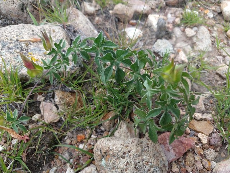 Ipomoea pubescens, photographed by Alexis López Hernández