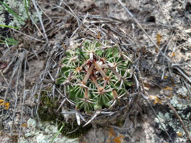 Stenocactus multicostatus, photographed by Alexis López Hernández