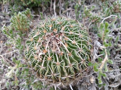 Stenocactus multicostatus, photographed by Alexis López Hernández