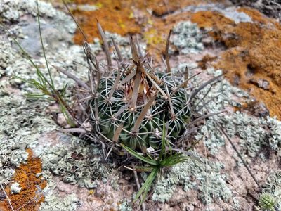 Stenocactus dichroacanthus, photographed by Alexis López Hernández