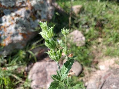 Salvia hirsuta, photographed by Alexis López Hernández