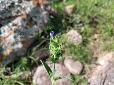 Salvia hirsuta, photographed by Alexis López Hernández