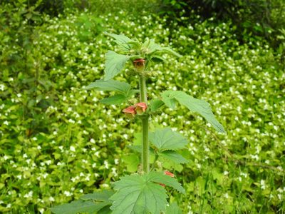 Scrophularia grandiflora, photographed by Duarte Frade