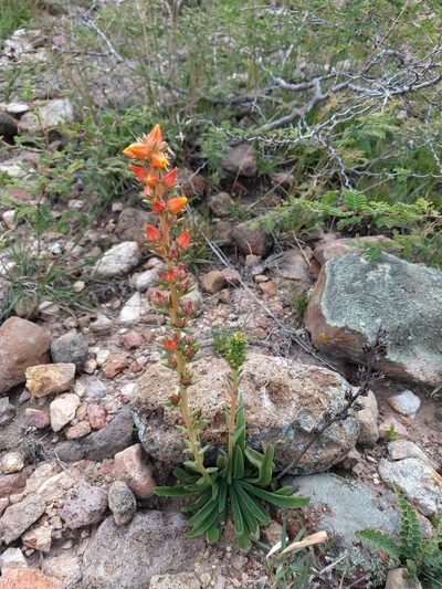 Echeveria mucronata, photographed by Alexis López Hernández