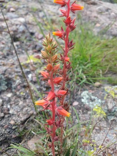 Echeveria mucronata, photographed by Alexis López Hernández