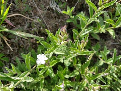 Priva grandiflora, photographed by Alexis López Hernández