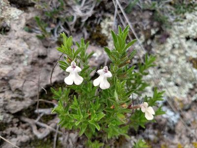 Salvia axillaris, photographed by Alexis López Hernández