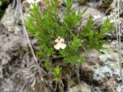 Salvia axillaris, photographed by Alexis López Hernández