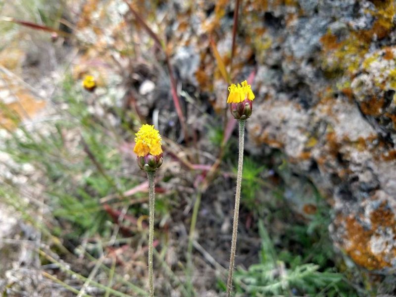 Tridax balbisioides, photographed by Alexis López Hernández