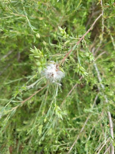 Salix taxifolia, photographed by Alexis López Hernández