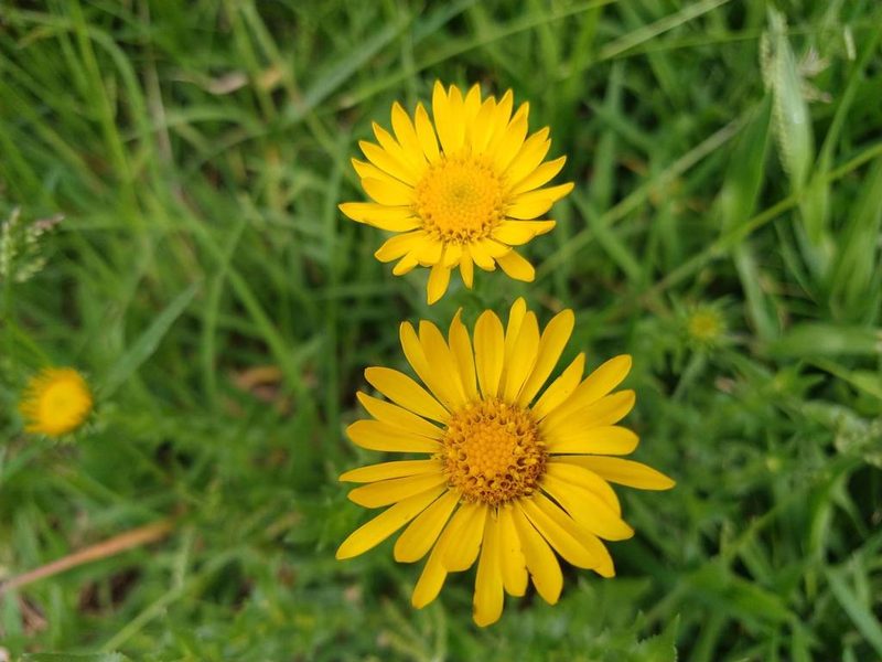 Grindelia inuloides, photographed by Alexis López Hernández