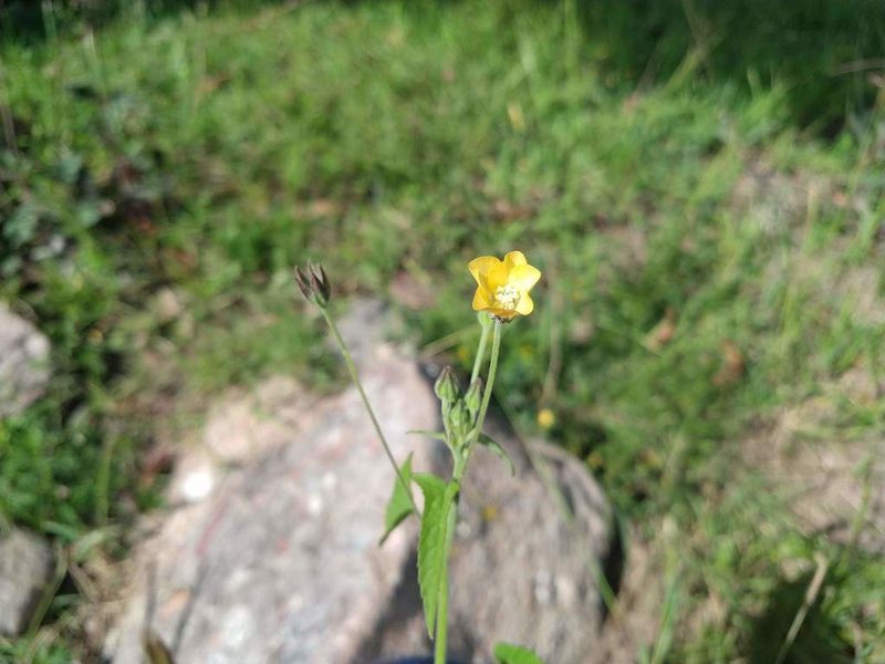 Anoda crenatiflora, photographed by Alexis López Hernández