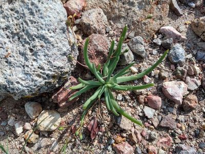 Phemeranthus napiformis, photographed by Alexis López Hernández