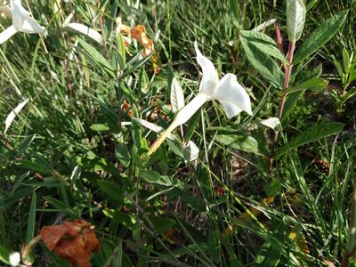 Mandevilla hypoleuca, photographed by Alexis López Hernández