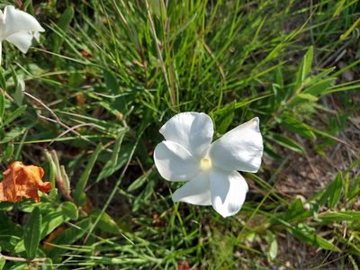 Mandevilla hypoleuca, photographed by Alexis López Hernández