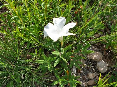 Mandevilla hypoleuca, photographed by Alexis López Hernández