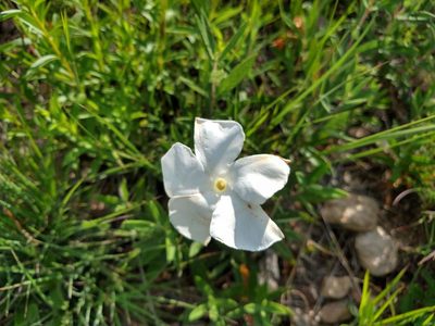 Mandevilla hypoleuca, photographed by Alexis López Hernández