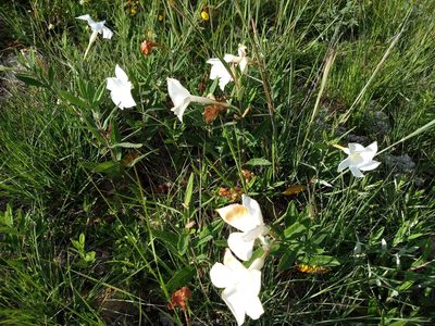 Mandevilla hypoleuca, photographed by Alexis López Hernández