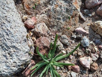 Phemeranthus napiformis, photographed by Alexis López Hernández